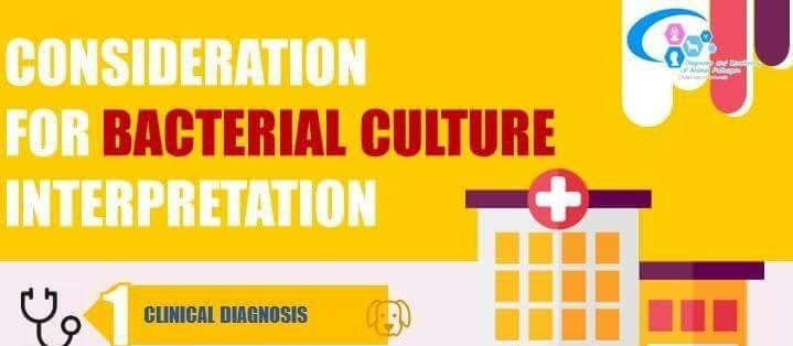Consideration for Bacterial Culture Interpretation